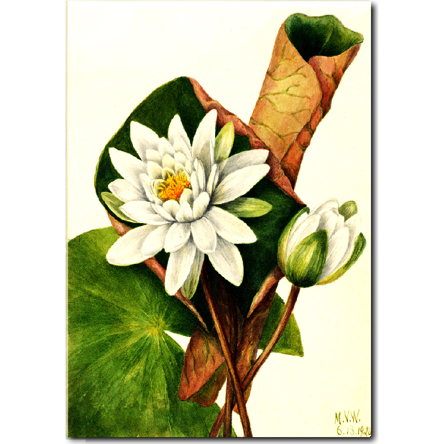 Mary Vaux Walcott American Waterlily