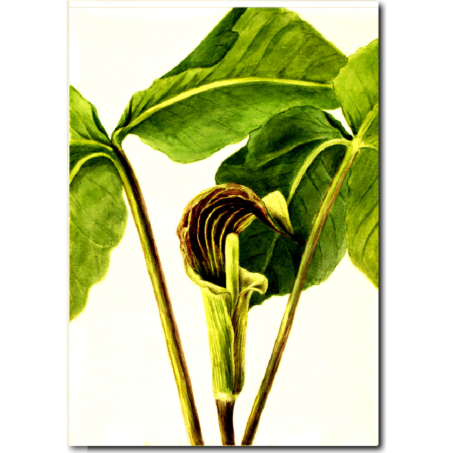 Mary Vaux Walcott Jack in the pulpit