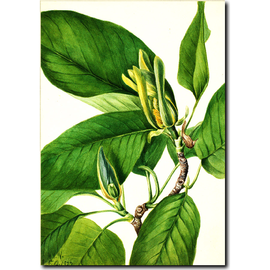 Mary Vaux Walcott Magnolia acuminata